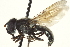  ( - CNC DIPTERA 162969)  @11 [ ] CreativeCommons - Attribution (2012) CNC/CBG Photography Group Centre for Biodiversity Genomics