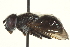  ( - CNC DIPTERA 162970)  @12 [ ] CreativeCommons - Attribution (2012) CNC/CBG Photography Group Centre for Biodiversity Genomics