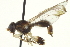  ( - CNC DIPTERA 162972)  @13 [ ] CreativeCommons - Attribution (2012) CNC/CBG Photography Group Centre for Biodiversity Genomics