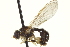  ( - CNC DIPTERA 162974)  @12 [ ] CreativeCommons - Attribution (2012) CNC/CBG Photography Group Centre for Biodiversity Genomics