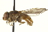  ( - CNC DIPTERA 162975)  @13 [ ] CreativeCommons - Attribution (2012) CNC/CBG Photography Group Centre for Biodiversity Genomics
