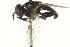 ( - CNC DIPTERA 162989)  @13 [ ] CreativeCommons - Attribution (2012) CNC/CBG Photography Group Centre for Biodiversity Genomics