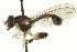  ( - CNC DIPTERA 162994)  @11 [ ] CreativeCommons - Attribution (2012) CNC/CBG Photography Group Centre for Biodiversity Genomics