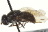  ( - CNC DIPTERA 162995)  @13 [ ] CreativeCommons - Attribution (2012) CNC/CBG Photography Group Centre for Biodiversity Genomics