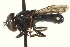  ( - CNC DIPTERA 162996)  @13 [ ] CreativeCommons - Attribution (2012) CNC/CBG Photography Group Centre for Biodiversity Genomics