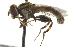  ( - CNC DIPTERA 162998)  @14 [ ] CreativeCommons - Attribution (2012) CNC/CBG Photography Group Centre for Biodiversity Genomics