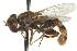  ( - CNC DIPTERA 162999)  @11 [ ] CreativeCommons - Attribution (2012) CNC/CBG Photography Group Centre for Biodiversity Genomics