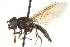  ( - CNC DIPTERA 163004)  @13 [ ] CreativeCommons - Attribution (2012) CNC/CBG Photography Group Centre for Biodiversity Genomics
