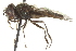  ( - CNC DIPTERA 163016)  @13 [ ] CreativeCommons - Attribution (2012) CNC/CBG Photography Group Centre for Biodiversity Genomics