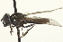 ( - CNC DIPTERA 163017)  @13 [ ] CreativeCommons - Attribution (2012) CNC/CBG Photography Group Centre for Biodiversity Genomics