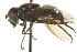  ( - CNC DIPTERA 57644)  @13 [ ] CreativeCommons - Attribution (2012) CNC/CBG Photography Group Centre for Biodiversity Genomics