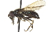  ( - CNC DIPTERA 57651)  @13 [ ] CreativeCommons - Attribution (2012) CNC/CBG Photography Group Centre for Biodiversity Genomics