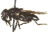  ( - CNC DIPTERA 57686)  @13 [ ] CreativeCommons - Attribution (2012) CNC/CBG Photography Group Centre for Biodiversity Genomics
