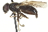  ( - CNC DIPTERA 57689)  @13 [ ] CreativeCommons - Attribution (2012) CNC/CBG Photography Group Centre for Biodiversity Genomics