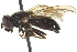  ( - CNC DIPTERA 57705)  @13 [ ] CreativeCommons - Attribution (2012) CNC/CBG Photography Group Centre for Biodiversity Genomics