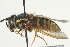  ( - CNC DIPTERA 91826)  @11 [ ] CreativeCommons - Attribution (2012) CNC/CBG Photography Group Centre for Biodiversity Genomics