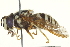  (Chrysotoxum ypsilon - CNC DIPTERA 91860)  @13 [ ] CreativeCommons - Attribution (2012) CNC/CBG Photography Group Centre for Biodiversity Genomics