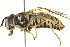  ( - CNC DIPTERA 91864)  @13 [ ] CreativeCommons - Attribution (2012) CNC/CBG Photography Group Centre for Biodiversity Genomics