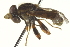  ( - CNC DIPTERA 94086)  @12 [ ] CreativeCommons - Attribution (2012) CNC/CBG Photography Group Centre for Biodiversity Genomics