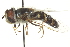  ( - CNC DIPTERA 94592)  @13 [ ] CreativeCommons - Attribution (2012) CNC/CBG Photography Group Centre for Biodiversity Genomics