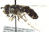  ( - CNC DIPTERA 96504)  @13 [ ] CreativeCommons - Attribution (2012) CNC/CBG Photography Group Centre for Biodiversity Genomics