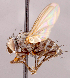  ( - CNC1546971)  @11 [ ] No rights reserved (2022) Unspecified Canadian National Collection of Insects, Arachnids and Nematodes