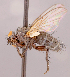  (Phytomyptera usitata - CNC1546975)  @11 [ ] No rights reserved (2022) Unspecified Canadian National Collection of Insects, Arachnids and Nematodes