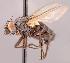  (Phytomyptera sp. GER6 - CNC1546976)  @11 [ ] No rights reserved (2022) Unspecified Canadian National Collection of Insects, Arachnids and Nematodes