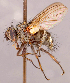  (Cyzenis pullula - CNC1546987)  @11 [ ] No rights reserved (2022) Unspecified Canadian National Collection of Insects, Arachnids and Nematodes