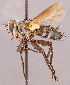  ( - CNC1547008)  @11 [ ] No rights reserved (2022) Unspecified Canadian National Collection of Insects, Arachnids and Nematodes
