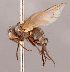  ( - CNC1547011)  @11 [ ] No rights reserved (2022) Unspecified Canadian National Collection of Insects, Arachnids and Nematodes