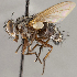  (Euceromasia neptis - CNC1682400)  @11 [ ] No Rights Reserved (2020) Unspecified Canadian National Collection of Insects, Arachnids and Nematodes