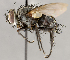  (Euceromasia sp. JO1 - CNC1682401)  @11 [ ] No Rights Reserved (2020) Unspecified Canadian National Collection of Insects, Arachnids and Nematodes