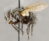  ( - CNC1682408)  @11 [ ] No Rights Reserved (2020) Unspecified Canadian National Collection of Insects, Arachnids and Nematodes
