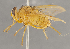  (Ormia lineifrons - CNC1682413)  @11 [ ] No Rights Reserved (2020) Unspecified Canadian National Collection of Insects, Arachnids and Nematodes