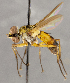  ( - CNC1682429)  @11 [ ] No Rights Reserved (2020) Unspecified Canadian National Collection of Insects, Arachnids and Nematodes