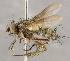  (Bolbocheta - CNC1682431)  @11 [ ] No Rights Reserved (2020) Unspecified Canadian National Collection of Insects, Arachnids and Nematodes