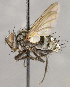  ( - CNC1682445)  @11 [ ] No Rights Reserved (2020) Unspecified Canadian National Collection of Insects, Arachnids and Nematodes