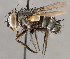  ( - CNC1682451)  @11 [ ] No Rights Reserved (2020) Unspecified Canadian National Collection of Insects, Arachnids and Nematodes