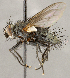  ( - CNC1699427)  @11 [ ] No rights reserved (2021) Unspecified Canadian National Collection of Insects, Arachnids and Nematodes