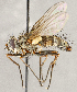  ( - CNC1699435)  @11 [ ] No rights reserved (2021) Unspecified Canadian National Collection of Insects, Arachnids and Nematodes