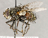  ( - CNC1699450)  @11 [ ] No rights reserved (2021) Unspecified Canadian National Collection of Insects, Arachnids and Nematodes