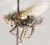  ( - CNC1699541)  @11 [ ] No rights reserved (2021) Unspecified Canadian National Collection of Insects, Arachnids and Nematodes