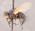  ( - CNC1699542)  @11 [ ] No rights reserved (2021) Unspecified Canadian National Collection of Insects, Arachnids and Nematodes