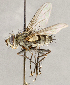 ( - CNC1699579)  @11 [ ] No rights reserved (2021) Unspecified Canadian National Collection of Insects, Arachnids and Nematodes