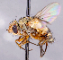  ( - CNC1699642)  @11 [ ] No rights reserved (2021) Unspecified Canadian National Collection of Insects, Arachnids and Nematodes