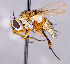  ( - CNC1699684)  @11 [ ] No rights reserved (2021) Unspecified Canadian National Collection of Insects, Arachnids and Nematodes