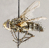  ( - CNC1699705)  @11 [ ] No rights reserved (2021) Unspecified Canadian National Collection of Insects, Arachnids and Nematodes