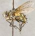  ( - CNC1699710)  @11 [ ] No rights reserved (2021) Unspecified Canadian National Collection of Insects, Arachnids and Nematodes