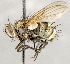  ( - CNC1699712)  @11 [ ] No rights reserved (2021) Unspecified Canadian National Collection of Insects, Arachnids and Nematodes